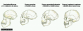 /album/fotogaleria/especie-8-png1/